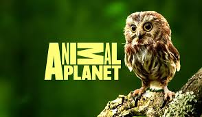 Animal Planet